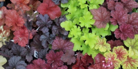 Geichera: razmnožavanje reznicama, podjelom, lišćem